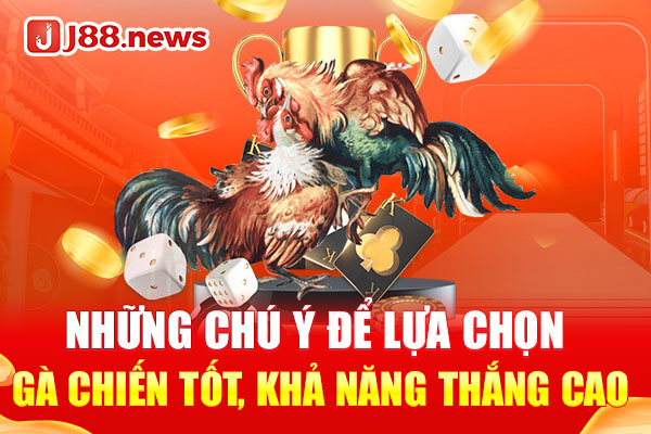 Những chú ý để lựa chọn gà chiến tốt, khả năng thắng cao