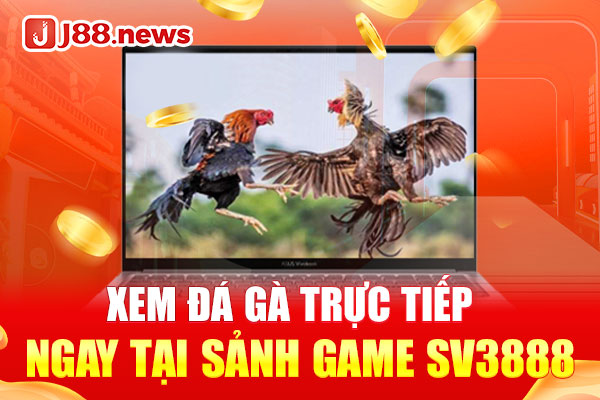 Xem đá gà trực tiếp ngay tại sảnh game SV3888